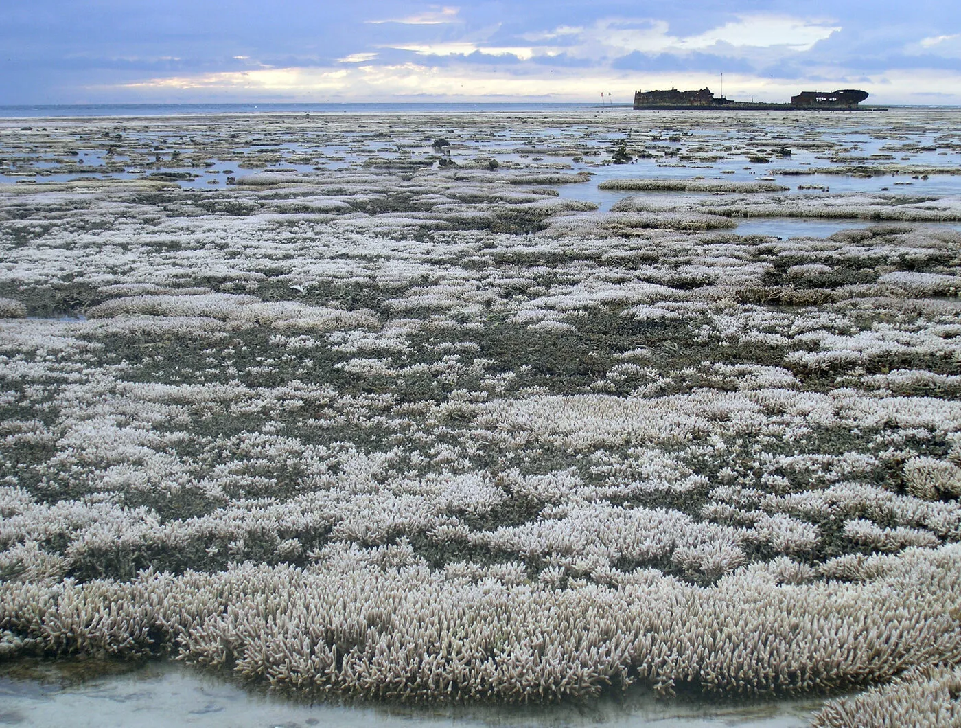 A field of bleached white coral on the Great Barrier Reef.