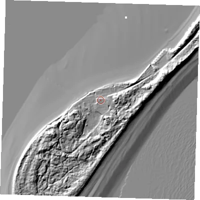 Shaded relief map of the ground around HU120UG, computed from Environment Agency LiDAR. The ground here sits at about 7 m above sea level and falls 17 m across the surrounding 800 m. Surface water reaching this point runs off ground lying to the east, 7.1 m higher.